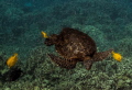   Turtle Spa. Big Island Hawaii. Spa Hawaii  